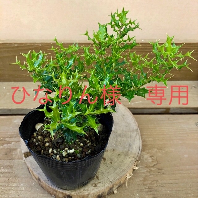フラワー/ガーデン常緑樹　苗木　姫ヒイラギ
