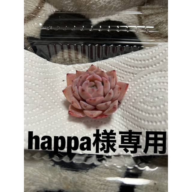 happa様専用 ハンドメイドのハンドメイド その他(その他)の商品写真