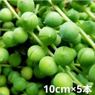 多肉植物　グリーンネックレス(その他)