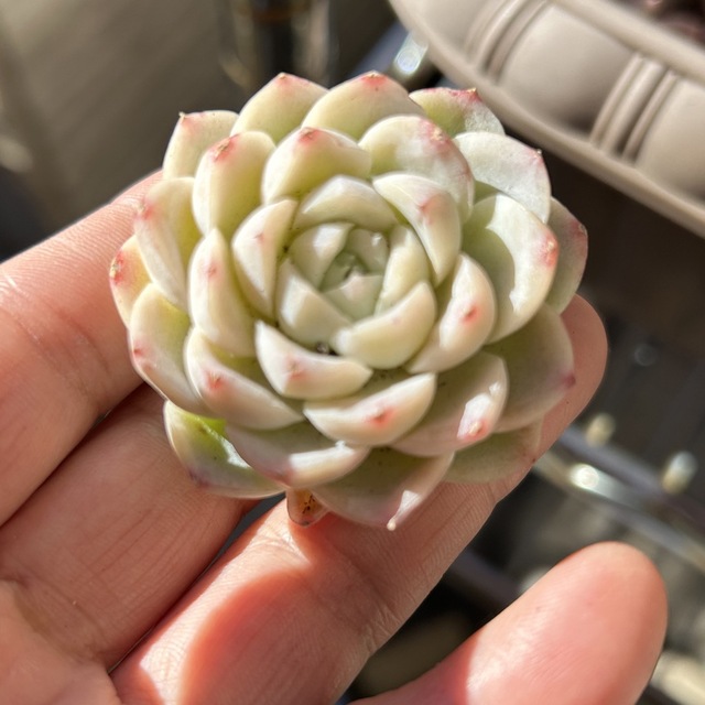 本日特価】 専用苗 多肉植物 ピンクプリンス錦 スターボス錦 韓国苗