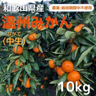 みかん10kg 中生みかん 和歌山県産 送料込み(フルーツ)