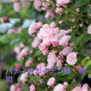 群舞薔薇　株　苗　① ② ③(その他)