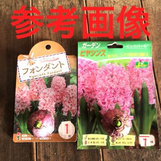 ヒヤシンス 芽出し球根　2球　2色　桃(ピンク）　桜(薄ピンク)  Lセット(プランター)