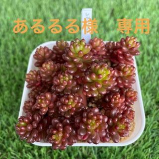 多肉植物　レッドベリー&スカーレット(その他)