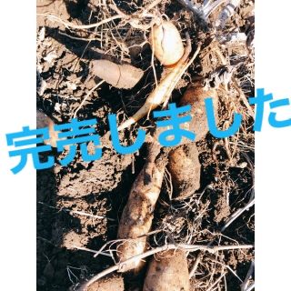 ヤーコン  約1.3kg(箱込)   茨城県産　栽培期間中農薬不使用   お試し(野菜)