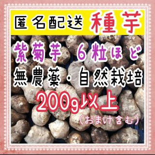 【匿名配送】小粒 紫菊芋 種芋 無農薬(野菜)