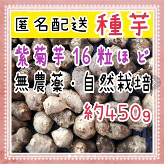 【匿名配送】小粒 紫菊芋 種芋 無農薬(野菜)