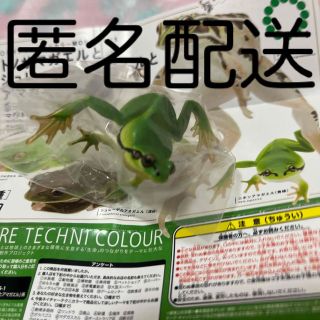 ガチャガチャ　ニホンアマガエル(その他)