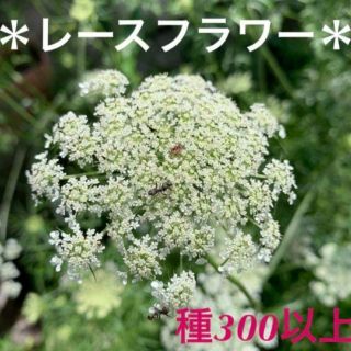 ホワイトレースフラワー種　300粒以上★オルレア種おまけつき(プランター)