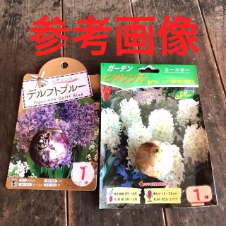 ヒヤシンス 芽出し球根　2球　2色　白　青(空) 色　Hセット(プランター)