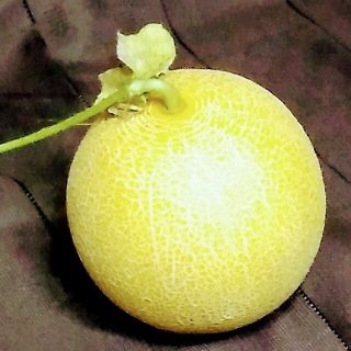 野菜種　ネットメロン　ころたん　種子12粒(野菜)