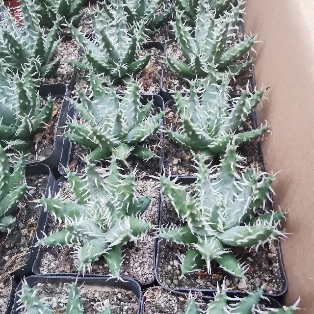 97%以上節約 エリナケア Aloe erinacea 希少アロエ 10株セット econet.bi