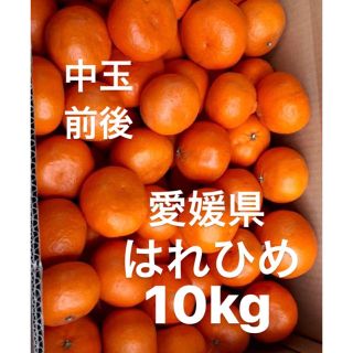 愛媛県産　はれひめ　柑橘　10kg(フルーツ)