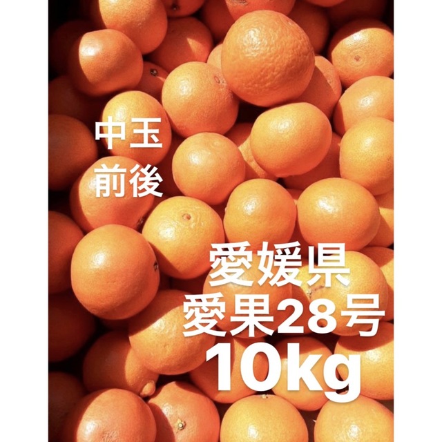 愛媛県産　愛果28号　柑橘　10kg食品