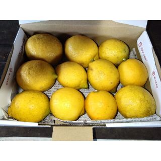 高知産レモン 約1.2kg 【斑点傷あり】無農薬栽培 有機肥料のみで栽培(フルーツ)