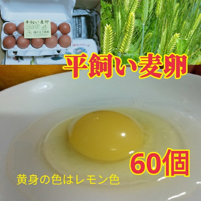 平飼い麦卵 60個 朝採り卵