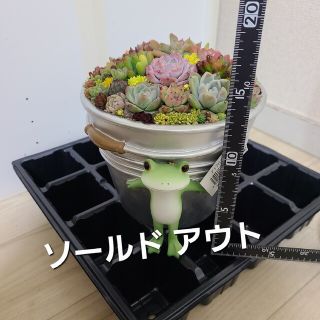 多肉植物♪そのまま飾れる寄せ植え♪コポーバケツ大(プランター)