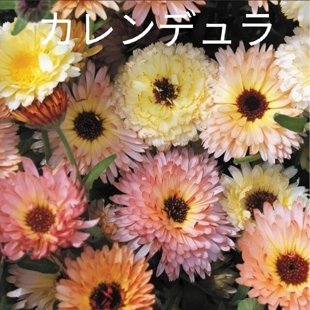 【専用】カレンデュラ アプリコット  花種 ハンドメイドのフラワー/ガーデン(プランター)の商品写真