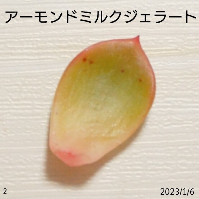 アーモンドミルクジェラート 葉挿し ① 多肉植物 レア 希少