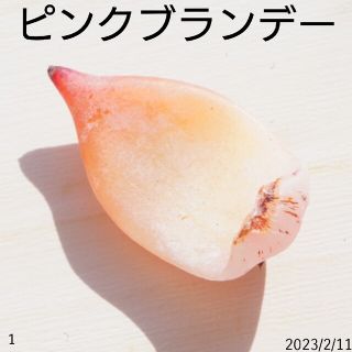 訳あり ピンクブランデー 葉挿し ① 多肉植物 レア 希少(プランター)