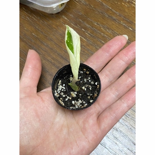 SALE/10%OFF 完全白勝ち!【種芋から生育♪】アロカシア グリーン SALE/10%OFF 完全白勝ち!【種芋から生育♪】アロカシア グリーン