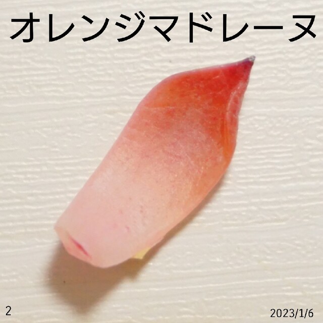 桜大福×オレンジモンロー ① 葉挿し 未発芽未発根 多肉植物 レア