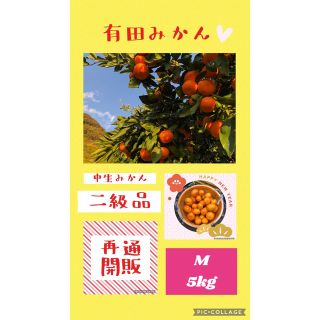 5kg M 和歌山みかん 晩生みかん 家庭用 二級品 B級品 優品 5キロ(フルーツ)