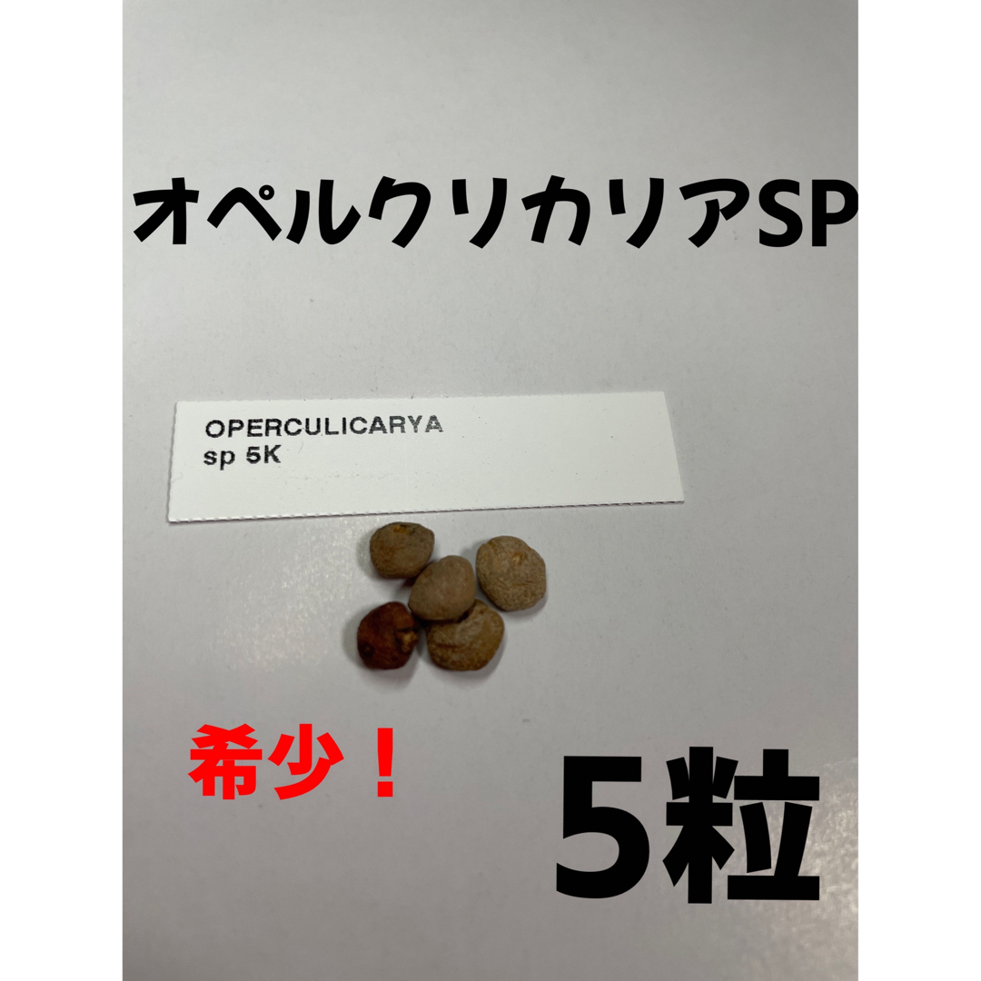 希少【12月入荷 5粒】オペルクリカリア sp 種子 オペルクリカリアsp