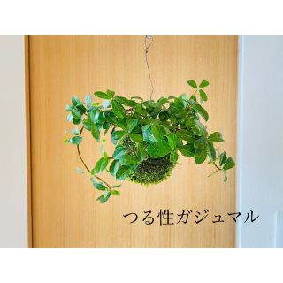 つる性ガジュマルの苔玉　ハンギング(その他)