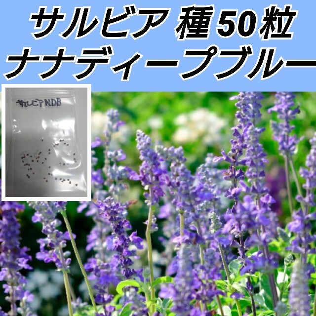 サルビア ファリナセア ナナディープブルー 種50粒以上 ハンドメイドのフラワー/ガーデン(プランター)の商品写真