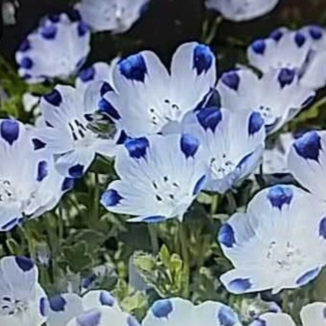 花の種        ３種類 ハンドメイドのフラワー/ガーデン(その他)の商品写真