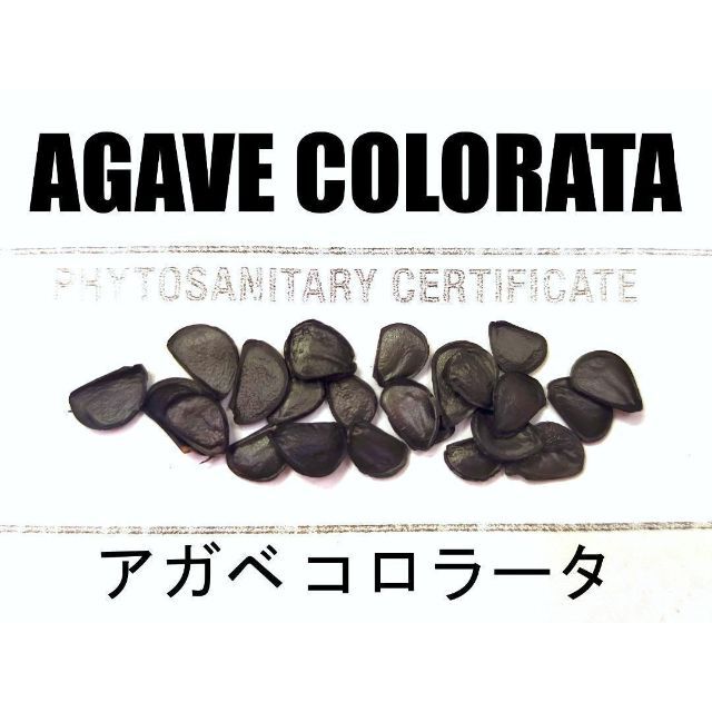 12月入荷 100粒+ アガベ コロラータ 種子 種子 colorata