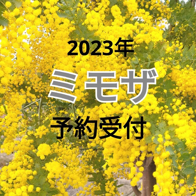 2023年　ミモザ予約受付終了しました。