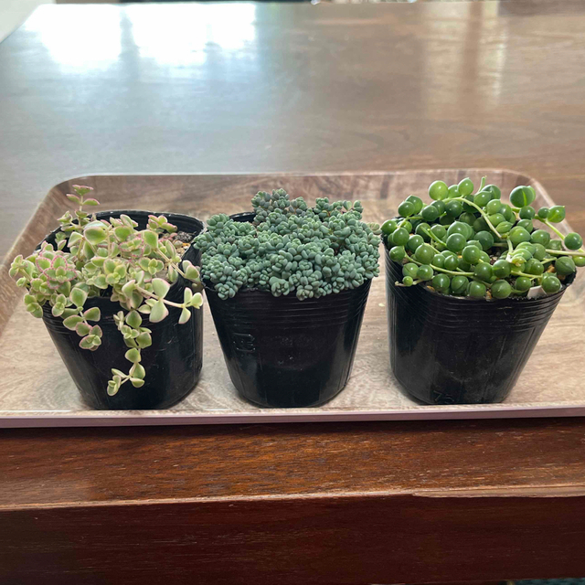 多肉植物　３種類　リトルミッシー　パープルヘイズ　グリーンネックレス ハンドメイドのフラワー/ガーデン(その他)の商品写真