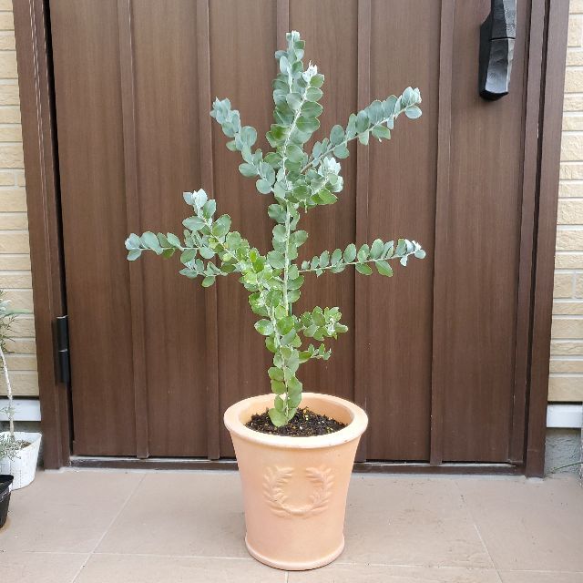 可愛い♪パールアカシア　テラコッタ鉢植え　苗　シルバーリーフ　オージープランツ
