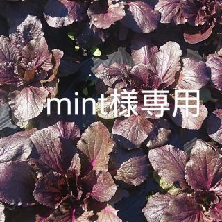 mint様専用(野菜)