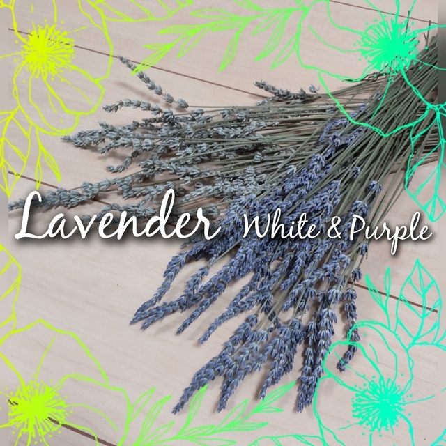 【花色MIX 約100本】ラベンダー Lavender ドライフラワー ハンドメイドのフラワー/ガーデン(ドライフラワー)の商品写真