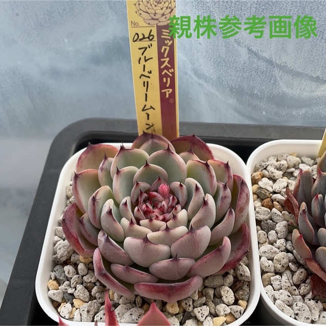 多肉植物　ブルーベリームーン🌸ミックスベリア ハンドメイドのフラワー/ガーデン(その他)の商品写真