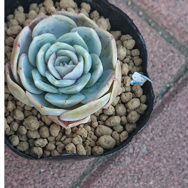 💕💙ブルーサプライズ💙💕多肉植物♪抜き苗♪ ハンドメイドのフラワー/ガーデン(その他)の商品写真