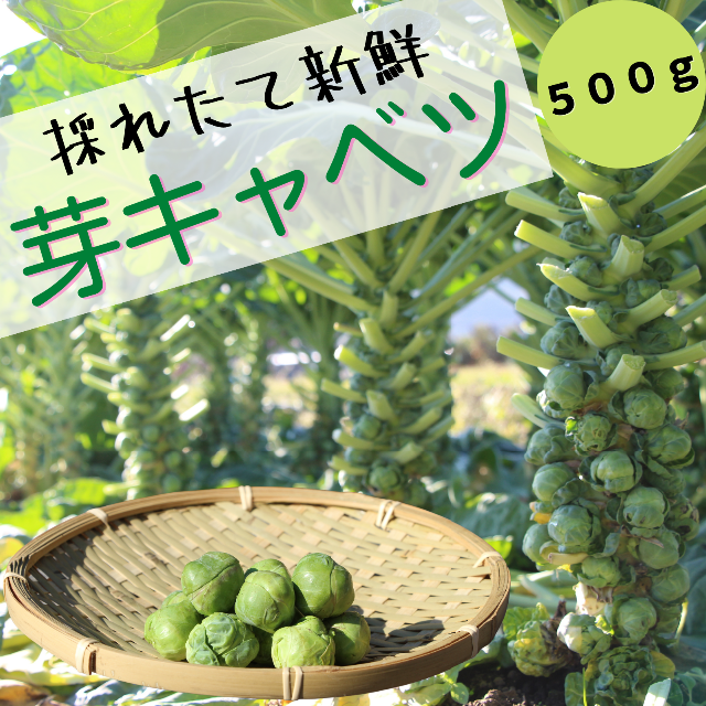 【この時期 限定！】野菜の女王様『芽キャベツ』 500ℊ 食品/飲料/酒の食品(野菜)の商品写真