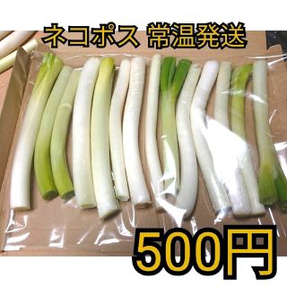 ✳️ワンコイン西田カット白ネギＢ品(曲がり、太さ混合)(野菜)