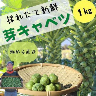 【この時期 限定！】野菜の女王様『芽キャベツ』 1kg(野菜)