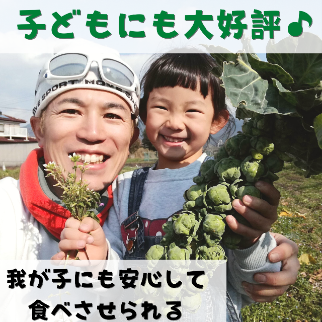 【この時期 限定！】野菜の女王様『芽キャベツ』 1kg 食品/飲料/酒の食品(野菜)の商品写真