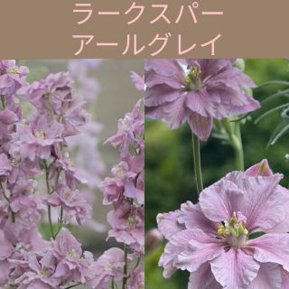 育て方付き❀ライトパープルのくすみカラー*ラークスパーアールグレイ*花の種(その他)