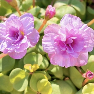 薔薇咲きオキザリス　ポンポン　4センチポット2つ(プランター)
