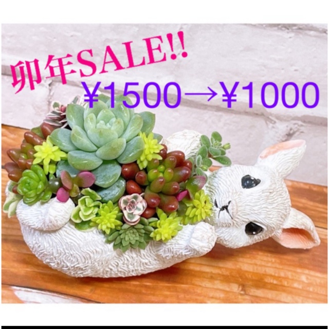 多肉植物　寄せ植え ハンドメイドのフラワー/ガーデン(その他)の商品写真