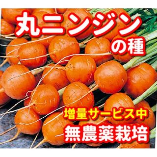 丸ニンジン種【400粒以上】無農薬栽培の種・増量サービス中(野菜)