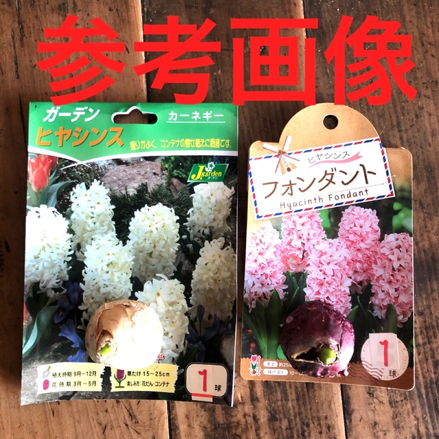 人気のセット】ヒヤシンス 芽出し球根　2球　2色　白　桜(薄ピンク)  Ｋセット ハンドメイドのフラワー/ガーデン(プランター)の商品写真