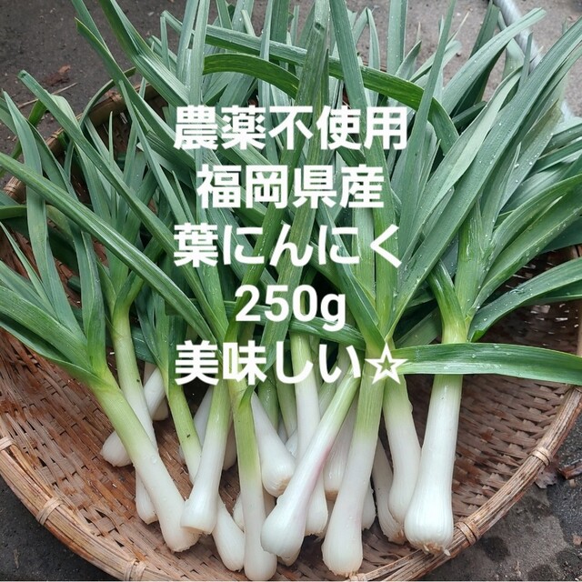 葉にんにく250g 食品/飲料/酒の食品(野菜)の商品写真