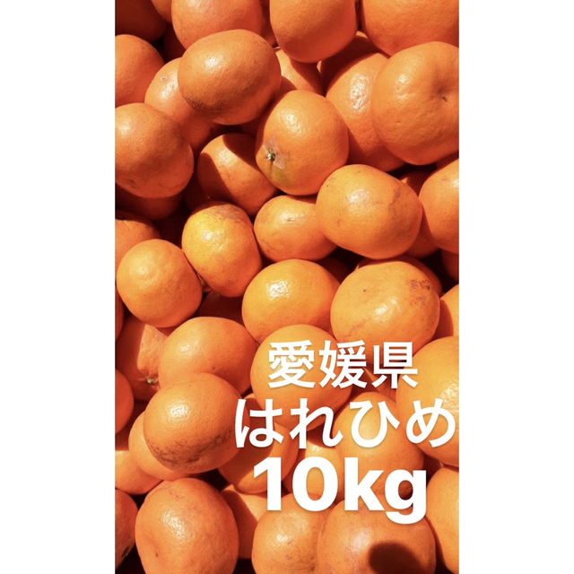 愛媛県産　はれひめ　柑橘　10kg 食品/飲料/酒の食品(フルーツ)の商品写真